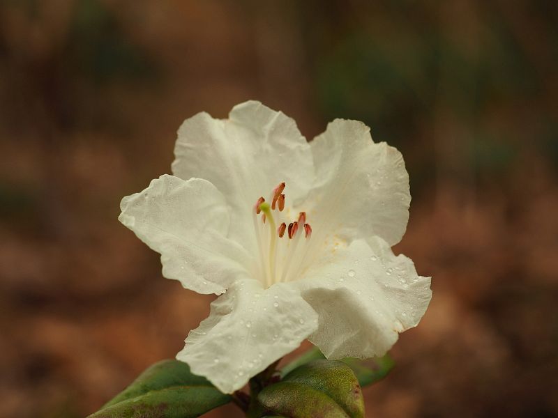 Rhododendron moupinense Fulmar